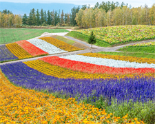 J北海道富良野哈密瓜吃到飽洞爺湖花火節三大蟹和牛水酒無限暢飲5天JX200