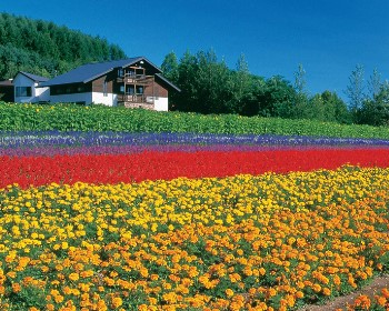 J北海道富良野洞爺湖花火節三大蟹吃到飽5天JX013