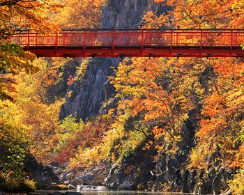 J北海道大雪山旭岳纜車+洞爺湖花火節三大蟹賞楓5天-JX115