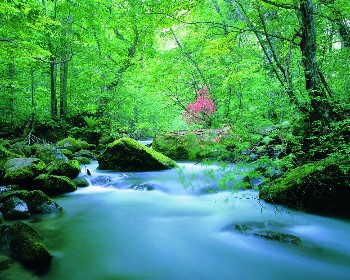 J銀紗溪流東北奧入瀨溪秋田內陸鐵道猊鼻溪輕舟吟唱銀山溫泉漫步5天JX209