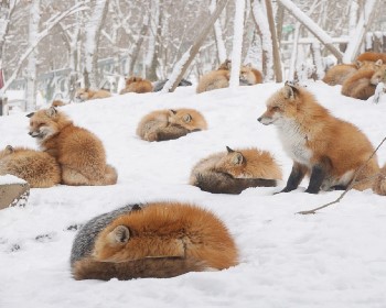 J東北藏王樹冰藏王狐狸村兩晚溫泉美食5天-TR1916