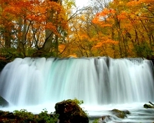 :J秋楓紅葉狩之旅～奧入瀨溪與阿信故鄉溫泉．料理．絕景．酒水暢飲．採果樂7天