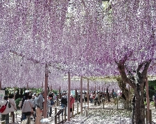 J2025立山黑部動感雪牆+粉蝶花+紫藤花+富士芝櫻6天-CX623