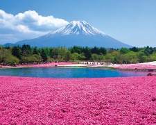 J東京立山黑部動感雪牆粉蝶紫藤富士芝櫻6天CX287