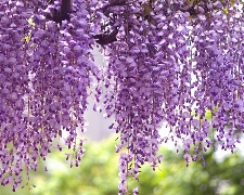 J雪壁秘境花之國度立山黑部上高地白川鄉合掌村富士之櫻紫藤花粉蝶花極景6天SL2026