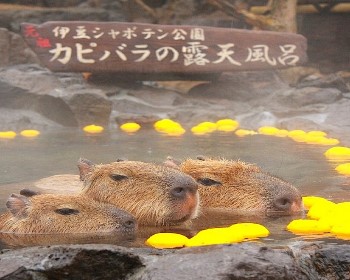 J迪士尼人氣那須動物王國採水蜜桃麻布台豐洲千客萬來溫泉美食5天BJ9605