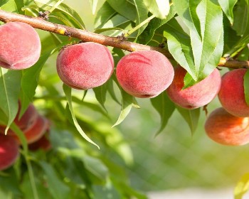 J迪士尼富士野生動物園叢林巴士採果樂6天SL3258