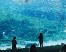 JUNGLIA侏羅紀恐龍主題樂園~輕旅行~重遊沖繩的奇遇4天