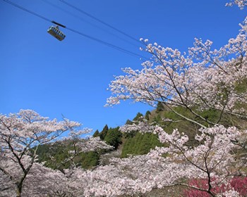 J熊愛九州粉色櫻調賞櫻百選岡城跡櫻花廊採草莓三大蟹溫泉5天JX8077.JX8047.JX8066
