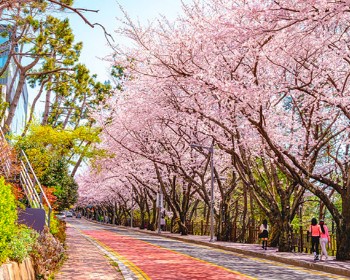 釜鎮櫻花祭~大啖長腳蟹、鎮海春櫻絕美仙境、櫻花隧道-海雲台迎月、膠囊列車賞櫻5天