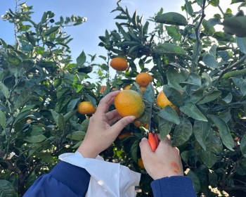 新春濟州 歡樂總匯～濟州採橘體驗．五星萬豪．東邊松堂童話村主題公園5天