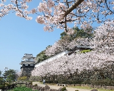 2026/03/23 地中海郵輪假期-MSC榮耀號基隆啟航－釜山、福岡賞櫻自主遊６天