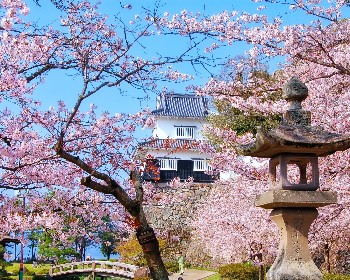 2026/4/1 歌詩達莎倫娜號-佐世保、麗水 賞櫻自主遊６天