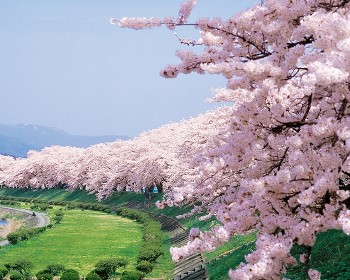2025 3/31 歌詩達郵輪莎倫娜號福岡、釜山賞櫻自主遊6天