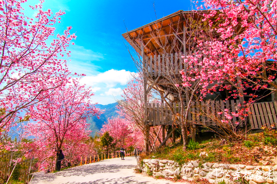 上帝的部落司馬庫斯天堂般的淨土遺世獨立的世外桃源秘境之旅2天