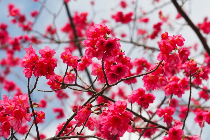 春戀烏來〜坐台車、賞櫻花、觀瀑布2天