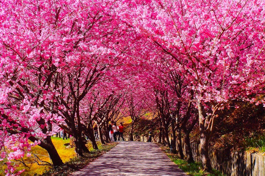 武陵農場浪漫賞花趣 1天
