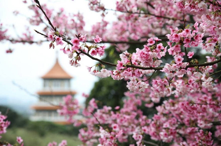 喜來登（輕旅行）拈花弄月！陽明山.天元宮士林官邸巡禮2天