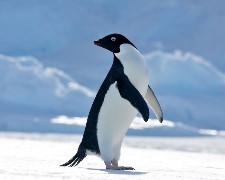 航向極地！麥哲倫探險家號X南極大冒險26天