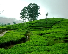 探訪佛陀遺落的珍珠祕境-斯里蘭卡9天