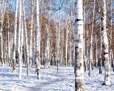 北疆冰雪喀納斯禾木童話10天