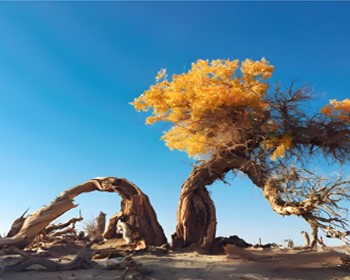 (★優旅獎)西北奇境．壺口瀑布．雨岔峽谷．波浪谷．胡楊林．烏蘭湖12天