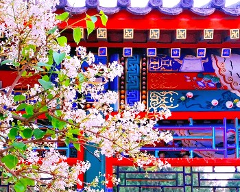 北京春日賞花正當時、古北水鎮、司馬台長城、圓明園、北京故宮6天