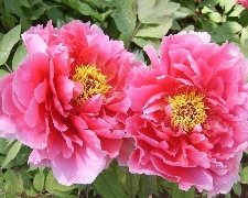 【花漾河南、富貴牡丹、風華絕代】雲台山、龍門石窟、少林寺、洛陽牡丹花會8天