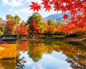蘇北萬豪楓紅8日萬竹園、天平山、黃海森林、大豐麋鹿、最美秋蟹豫園萬麗酒店下午茶+黑松露鮑魚撈飯