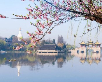 瘦西湖、黿頭渚、興化垛田油菜花-溱潼會船節8天