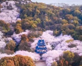 黿頭渚櫻花季、雞鳴寺櫻花大道、千島垛田油菜花、蘇北烏鎮-花漾水鄉8天