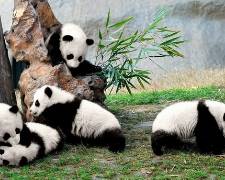 華韶印記，絕美川西～四姑娘山•海螺溝冰川•新都橋•墨石公園•畢棚溝•網紅自拍熊貓8天