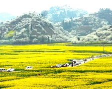 【春光乍現•金黃閃耀】羅平油菜花、潑墨烏江寨、黃果樹大瀑布、萬峰林8天