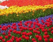 荷蘭鬱金香與柏林、漢堡、ICE、童話大道10天(法蘭克福)