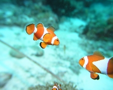 帛琉好好玩_超級大玩家五日