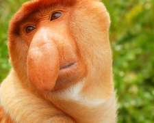 【東南亞童話王國汶萊】紅樹林長鼻猴、水上人家體驗浪漫天空之鏡、秘境遊河帝國下午茶5天