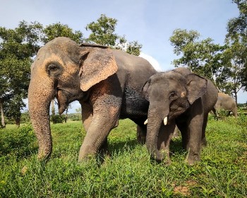 虎哩普吉｜星級饗宴5天-6人成行5星泳池套房、Chillva市集、泰服體驗、泰料DIY、虎哩拍、友善象徑、熱石SPA